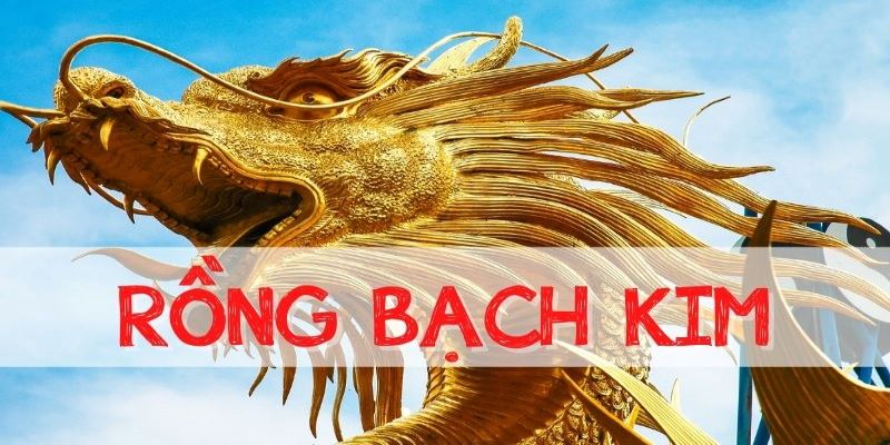 Tìm hiểu về rồng bạch kim